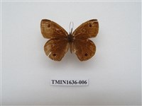 藏品(江崎波眼蝶)的圖片